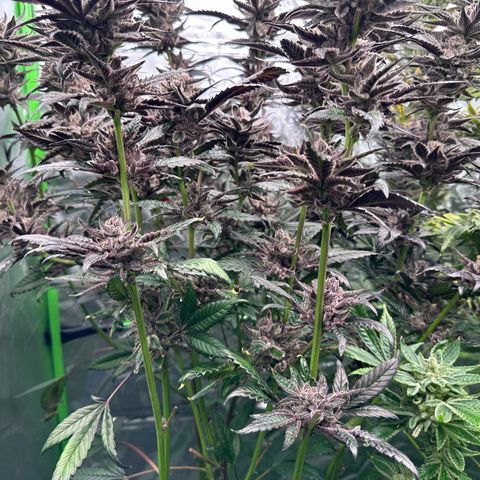 MiscxLAZ #22 C 42.33g growlog timeline photo