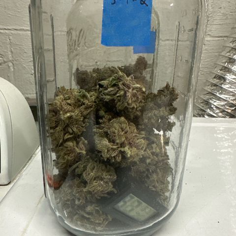 CxLAZ #03 C #1 58.58g growlog timeline photo