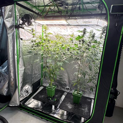 MiscxLAZ #26 C #2 growlog timeline photo