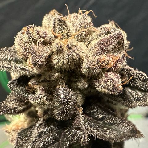 MiscxLAZ #22 C 42.33g growlog timeline photo