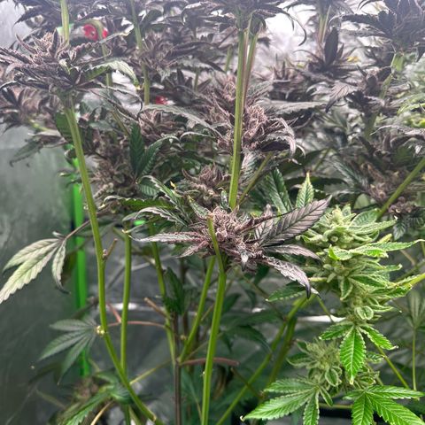 MiscxLAZ #22 C 42.33g growlog timeline photo