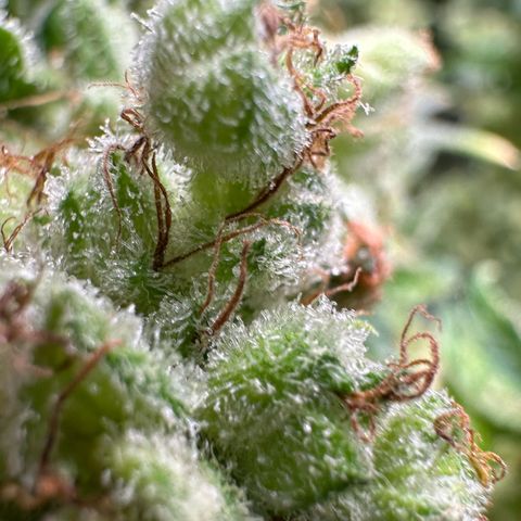 Fuel D.OG #1 Female 47.36g growlog timeline photo