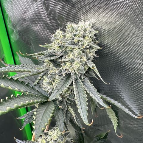 CxLAZ #15 C #1 growlog timeline photo