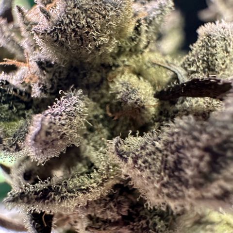 MiscxLAZ #29 C growlog timeline photo