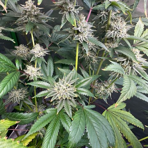 MiscxLAZ #26 C #2 growlog timeline photo