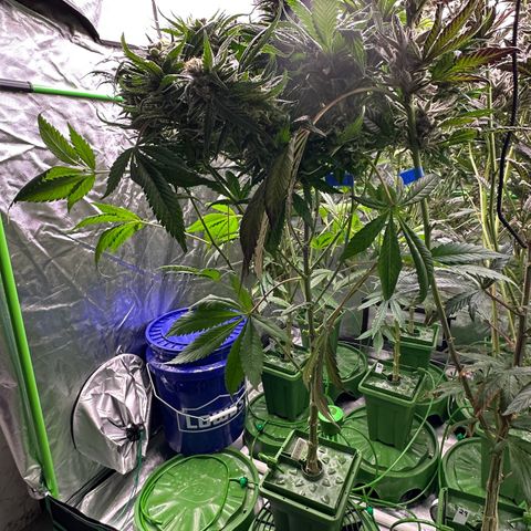 Fuel D.OG #1 Female 47.36g growlog timeline photo