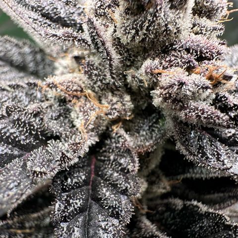 MiscxLAZ #22 C 42.33g growlog timeline photo