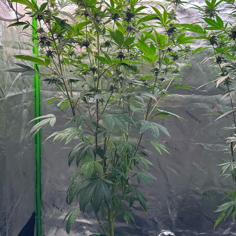 MiscxLAZ #26 C #2 growlog timeline photo