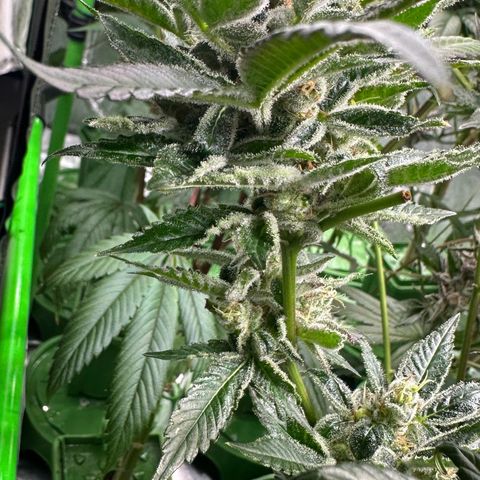 CxLAZ #31 C growlog photo: Herm / male flowers