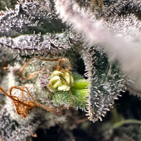 CxLAZ #03 C #1 58.58g growlog photo: Herm / male flowers