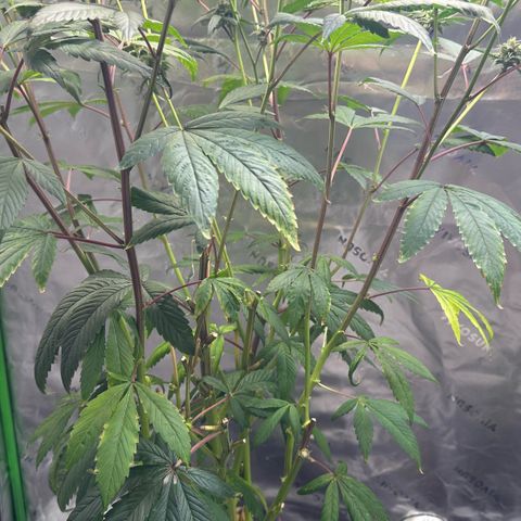 MiscxLAZ #26 C #2 growlog timeline photo