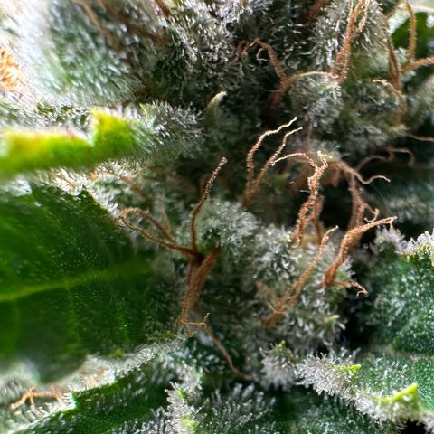 Fuel D.OG #1 Female 47.36g growlog timeline photo