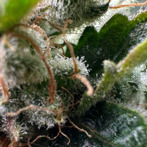 Fuel D.OG #1 Female 47.36g growlog timeline photo