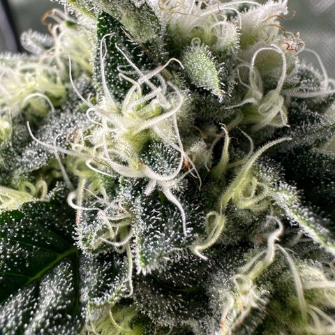 CxLAZ #15 C #1 growlog photo: Possible light bleaching