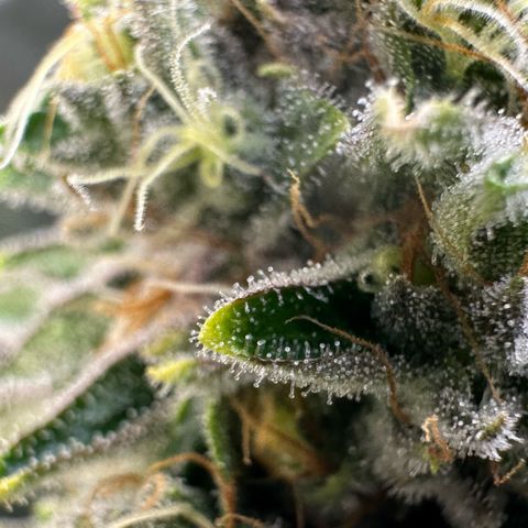 MiscxLAZ #26 C #2 growlog timeline photo