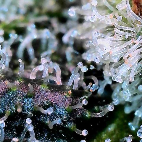 MiscxLAZ #26 C #2 growlog timeline photo