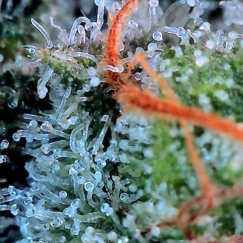 MiscxLAZ #26 C #2 growlog timeline photo