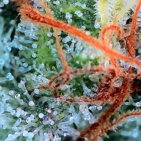 MiscxLAZ #26 C #2 growlog timeline photo