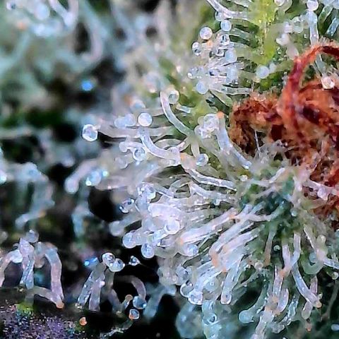 MiscxLAZ #26 C #2 growlog timeline photo