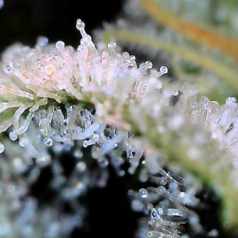 MiscxLAZ #26 C #2 growlog timeline photo