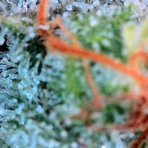 MiscxLAZ #26 C #2 growlog timeline photo