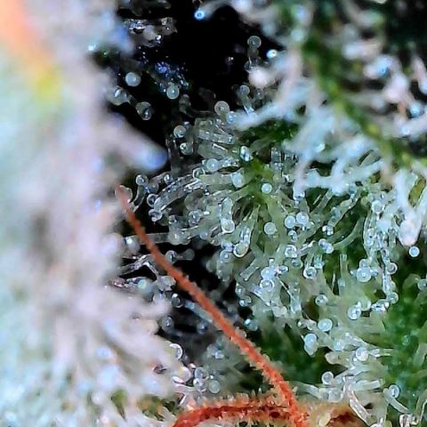 MiscxLAZ #26 C #2 growlog timeline photo