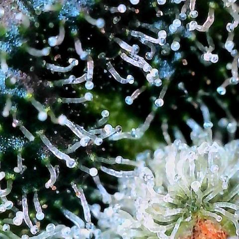 MiscxLAZ #26 C #2 growlog timeline photo