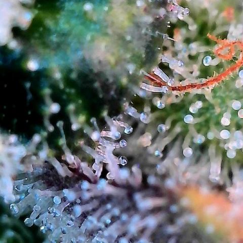 MiscxLAZ #26 C #2 growlog timeline photo