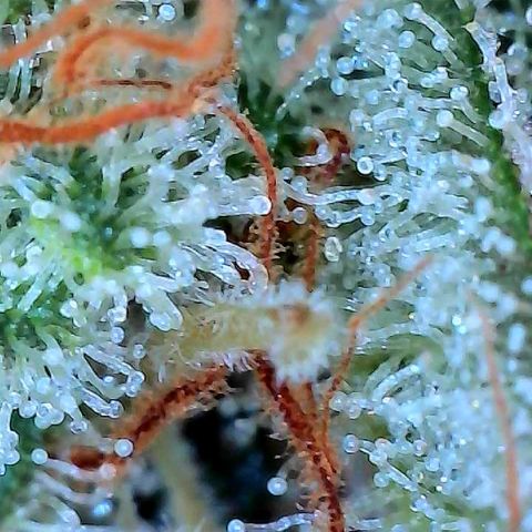 MiscxLAZ #26 C #2 growlog timeline photo