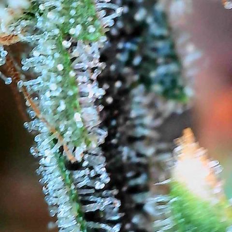 MiscxLAZ #26 C #2 growlog timeline photo