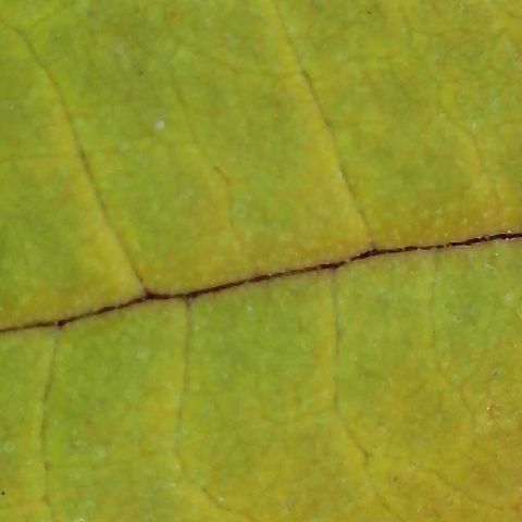 MiscxLAZ #26 C #2 growlog timeline photo