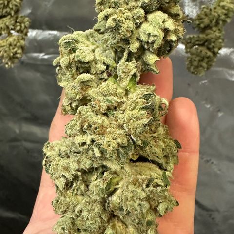 MiscxLAZ #26 C #2 growlog timeline photo