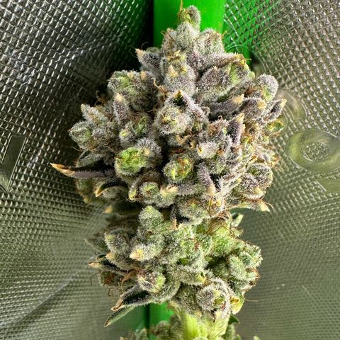 MiscxLAZ #26 C #2 growlog timeline photo