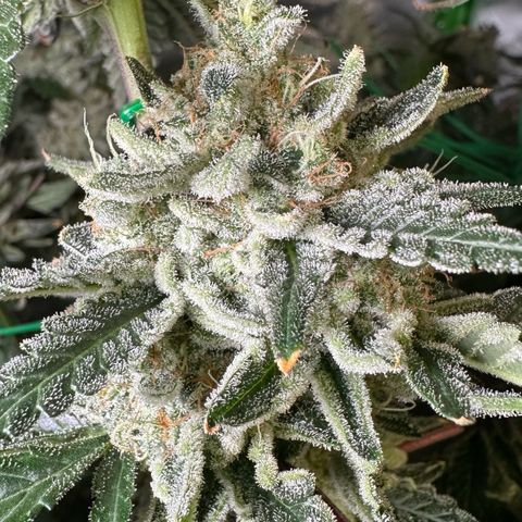 CxLAZ #15 C #1 growlog timeline photo
