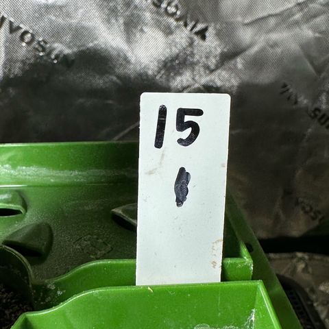 CxLAZ #15 C #1 growlog timeline photo