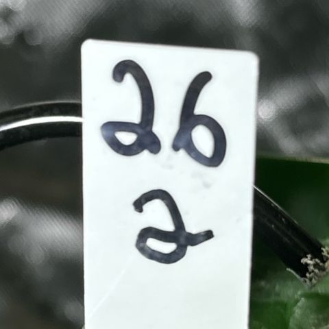 MiscxLAZ #26 C #2 growlog timeline photo