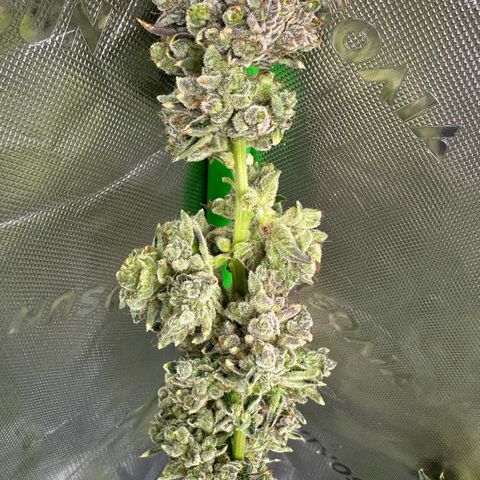 MiscxLAZ #26 C #2 growlog timeline photo