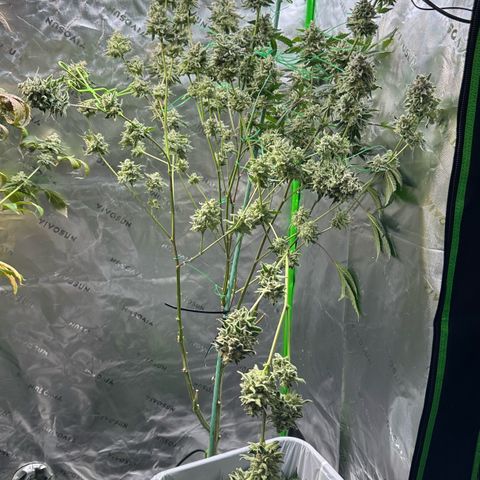 CxLAZ #15 C #1 growlog photo: Mold on one main bud when harvesting