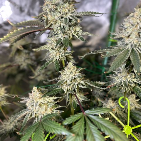 CxLAZ #15 C #1 growlog timeline photo