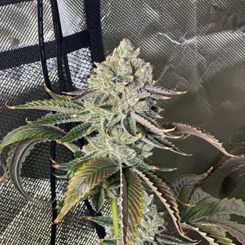 MiscxLAZ #26 C #2 growlog timeline photo