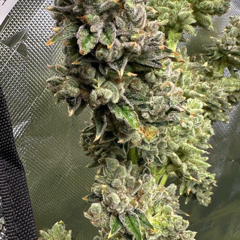 MiscxLAZ #26 C #2 growlog timeline photo