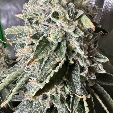 CxLAZ #15 C #1 growlog timeline photo