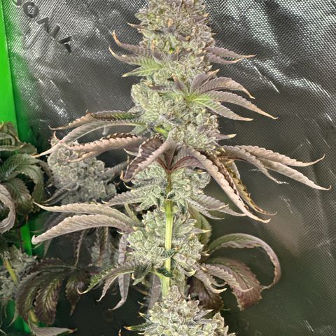 MiscxLAZ #26 C #2 growlog timeline photo