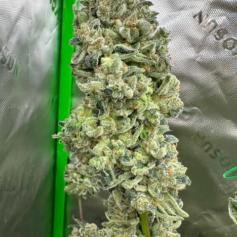 CxLAZ #15 C #1 growlog timeline photo