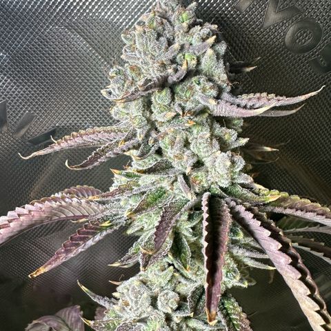 MiscxLAZ #26 C #2 growlog photo: Some male flowers 