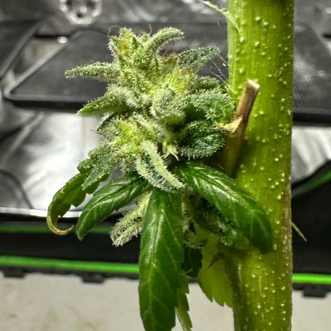 MiscxLAZ #26 C #2 growlog photo: Going to try reveg