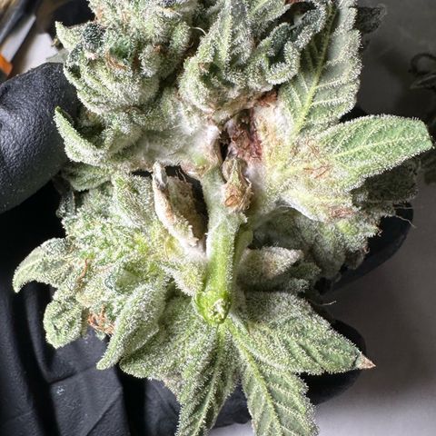 CxLAZ #15 C #1 growlog photo: Moldy main bud