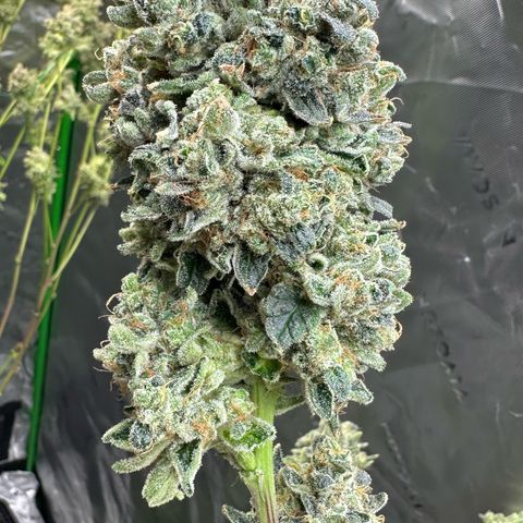 CxLAZ #15 C #1 growlog timeline photo