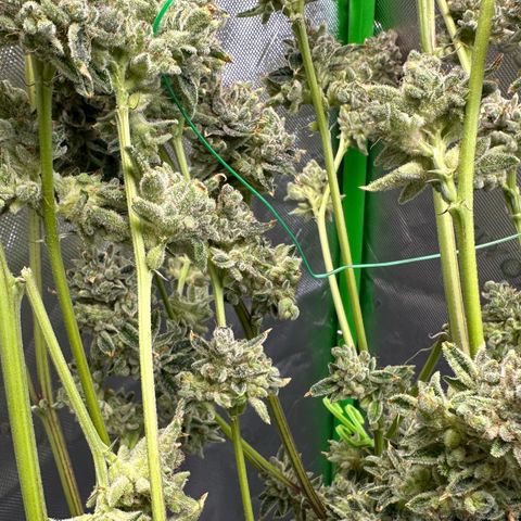 MiscxLAZ #26 C #2 growlog timeline photo