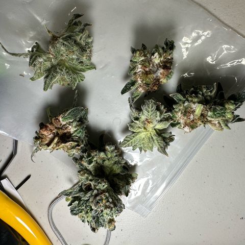 CxLAZ #15 C #1 growlog photo: Moldy main bud